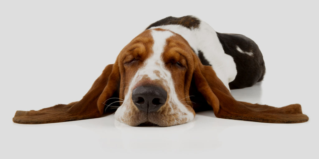 Sleeping Basset Hound with white background symbolising a dormant company status.