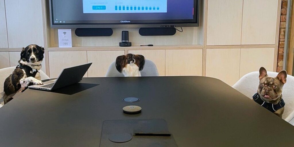 1st Formations' office dogs at a meeting in the boardroom.