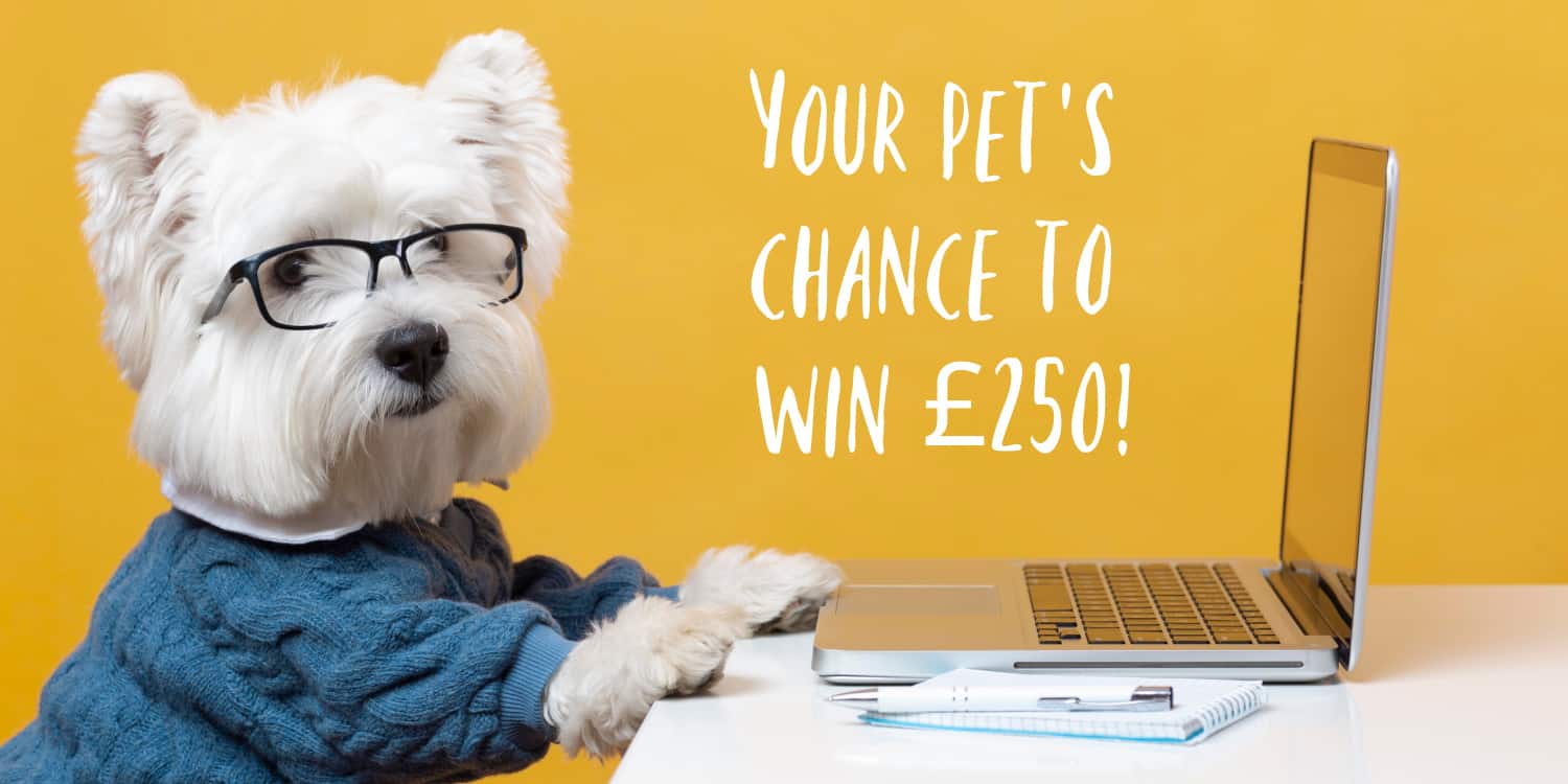 Cute Scottie dog working on his laptop at a desk and wearing a blue aran with yellow background and headline of YOUR PET'S CHANCE TO WIN £250!