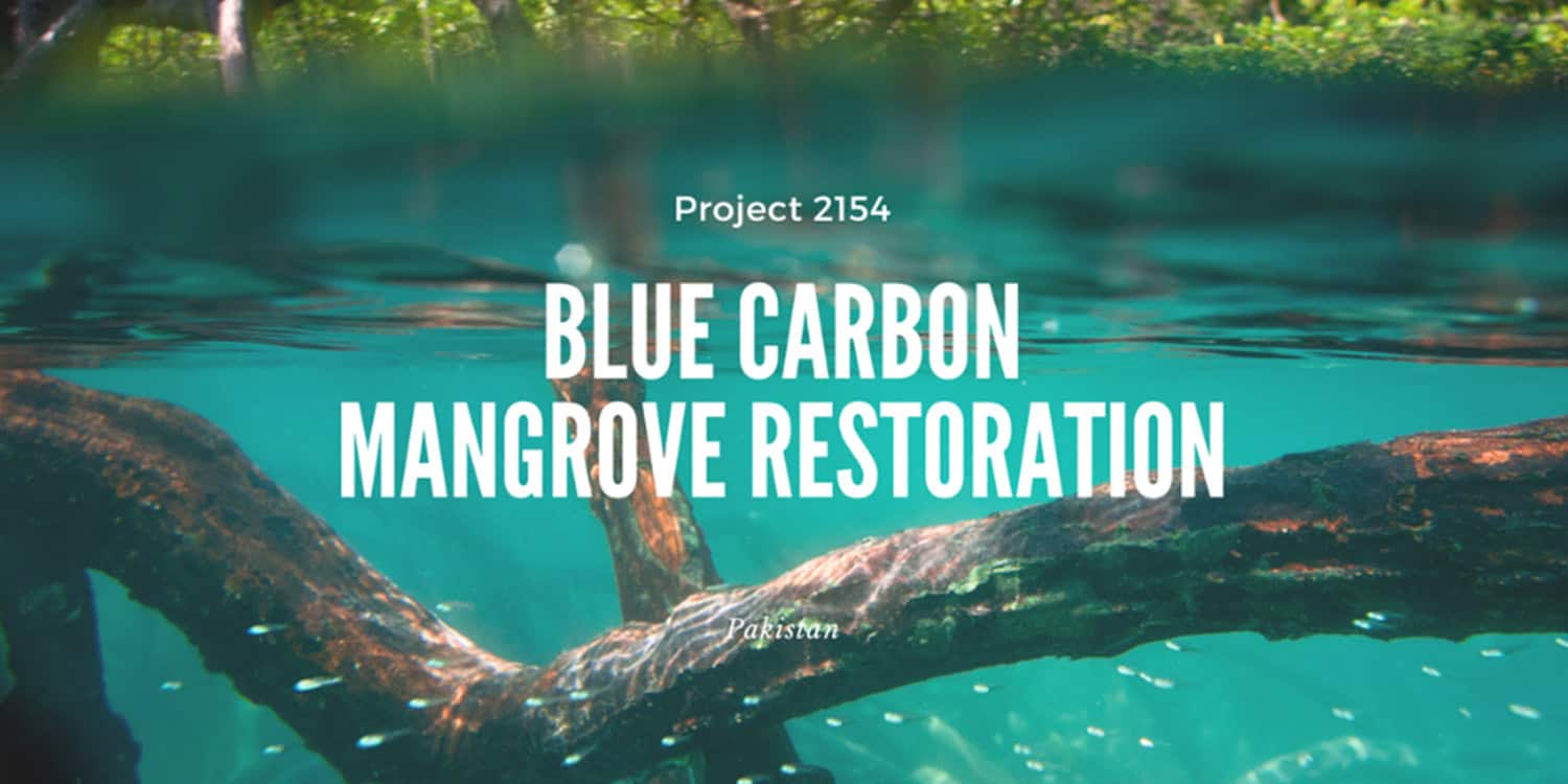 An underwater image of a mangrove in Pakistan with the heading 'Project 2154 - BLUE CARBON MANGROVE RESTORATION'.