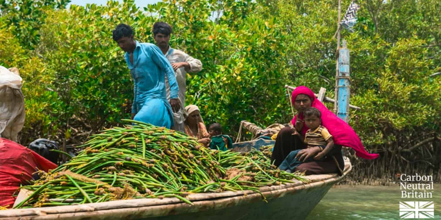 An image of a boat in a Pakistan mangrove, with people onboard, transporting mangrove fruit.