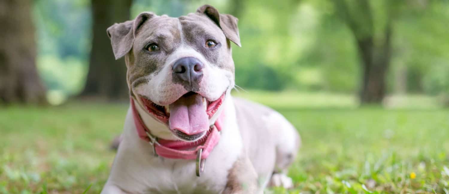 Happy staffordshire terrier